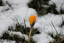 藏紅花,黃色,芽