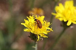 昆蟲,花,春