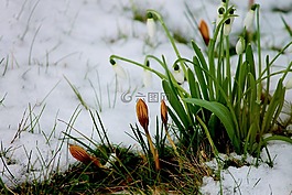 藏紅花,芽,雪