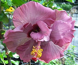 木槿,粉红色的花,malvacea