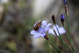 昆蟲,花,藍(lán)色