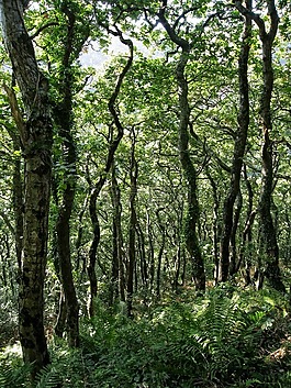 林地,樹,森林