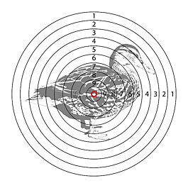 目標(biāo),鴨,射擊