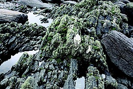 編織,海灘,海岸