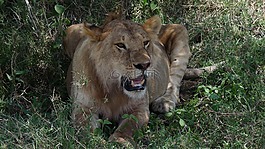 坦桑尼亞,獅子,野生動(dòng)物園
