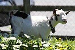 瑞士,山羊,動物