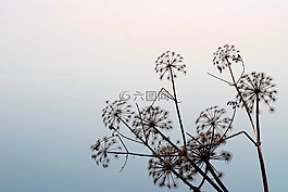 干草,水,霧