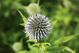 薊,刺,帶動