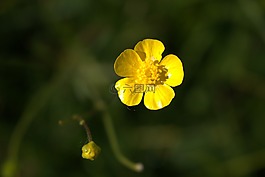 花,黃色,關(guān)閉