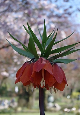 花,性質(zhì),廠