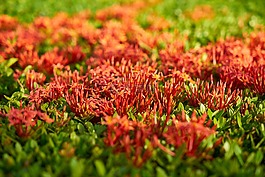 花卉,花園,紅色
