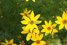 花,黃色,鮮花