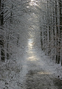冬天,雪,寒冬