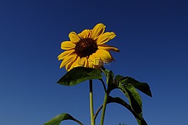 太陽花,黃色,天空