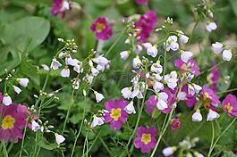 鮮花,野花,場(chǎng)