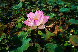 花卉,蓮花,性質(zhì)