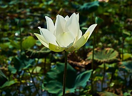 花卉,蓮花,性質(zhì)