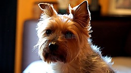 狗,约克郡,yorskire 小猎犬