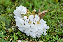 花櫻桃,鮮花,白色的花