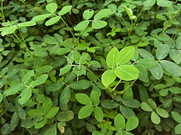 植物,綠色,葉