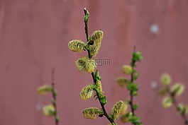 褪色柳,黃色,綠色