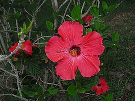 芙蓉,紅色,花