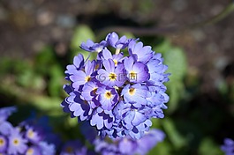 報(bào)春花,花,鮮花
