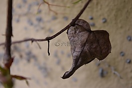 心臟,葉,性質(zhì)