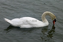 天鵝,靜音,鳥