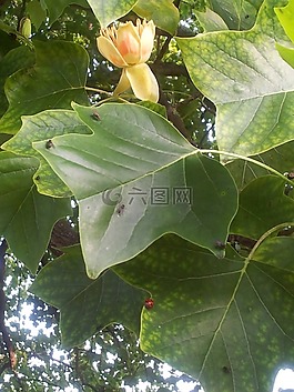 郁金香树,花,那棵大树