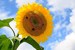太陽花,蜜蜂,黃色