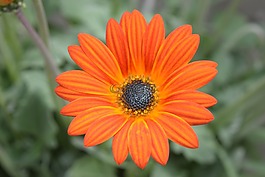 花,性質(zhì),橙