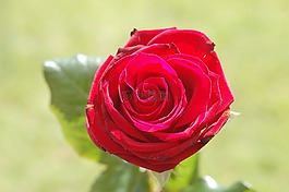 玫瑰,紅色,花