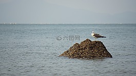 海,魷魚,海鷗