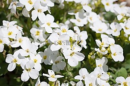 水芹,十字花科,鮮花