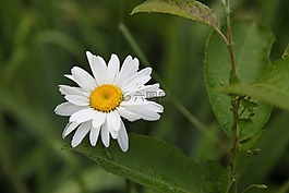 黛西,花卉,夏季