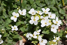 水芹,十字花科,鮮花