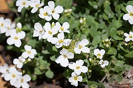 水芹,十字花科,鮮花