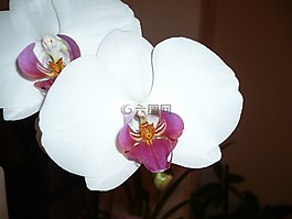 花,開(kāi)花,蘭花