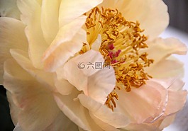 花,玫瑰,玫瑰的方式