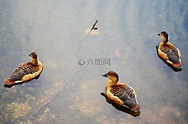 鴨子,自然,動物