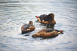 鴨子,鳥(niǎo),池