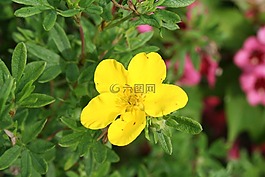 黄色花,阳光明媚的黄色,厂