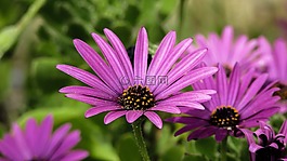 非洲雏菊,osteospermum,花