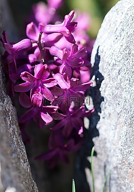 風(fēng)信子,花,開花