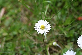 雛菊,白花,高峰