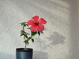 紅色,花,槿