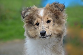設(shè)得蘭群島牧羊犬,青年,小狗