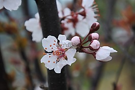 花,春天,自然