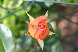 香的玫瑰,芽,花園
